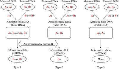 Set of 15 SNP-SNP Markers for Detection of Unbalanced Degraded DNA Mixtures and Noninvasive Prenatal Paternity Testing